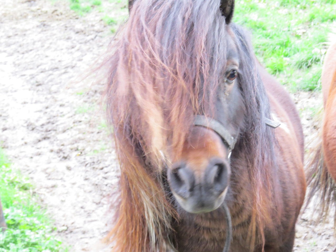 Shetlander