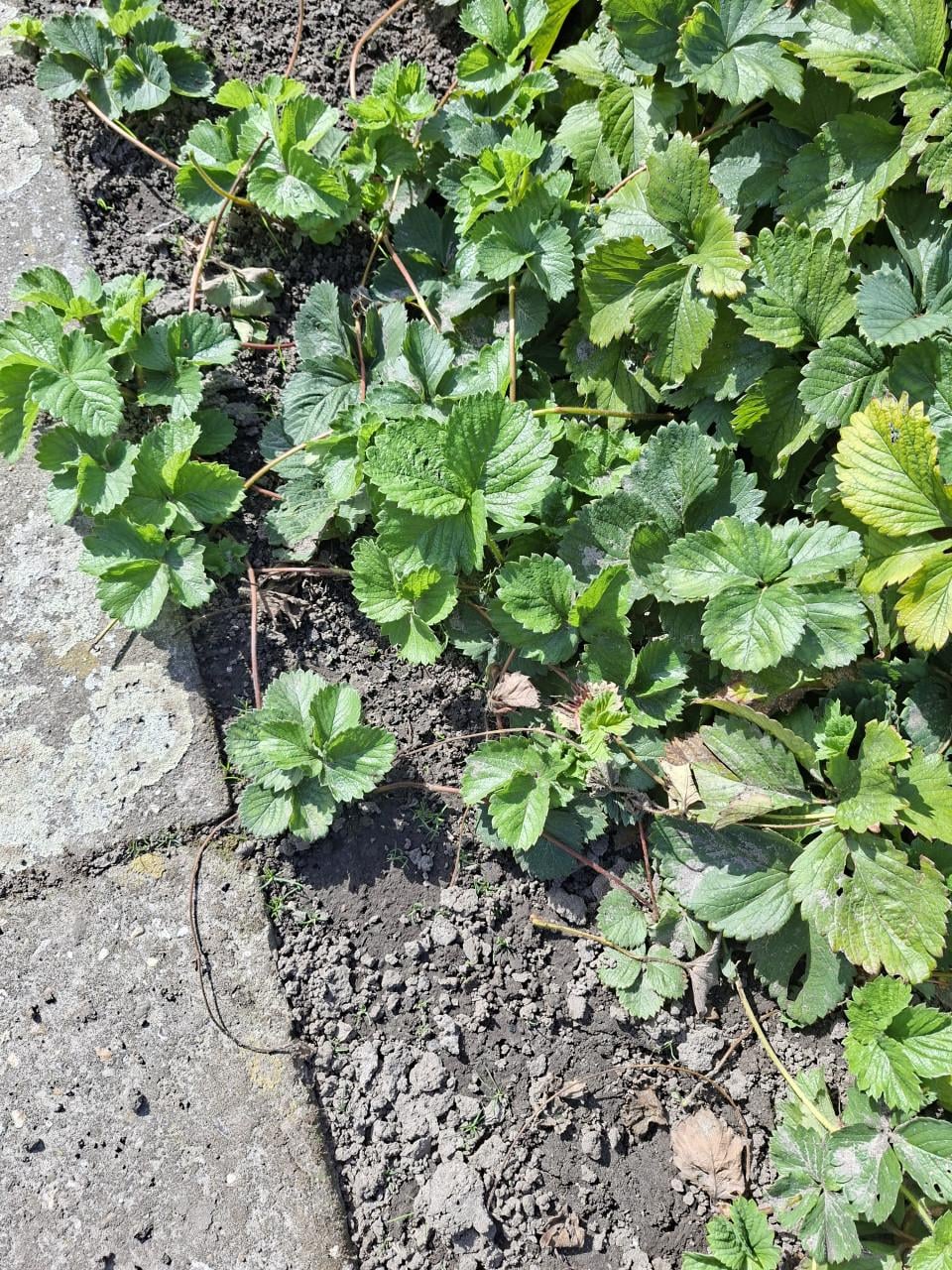 Aardbeien planten Sonata