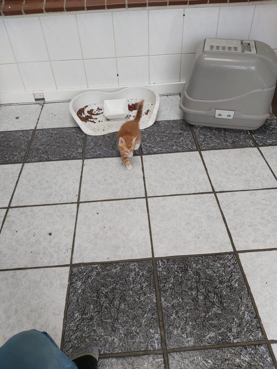 Kitten