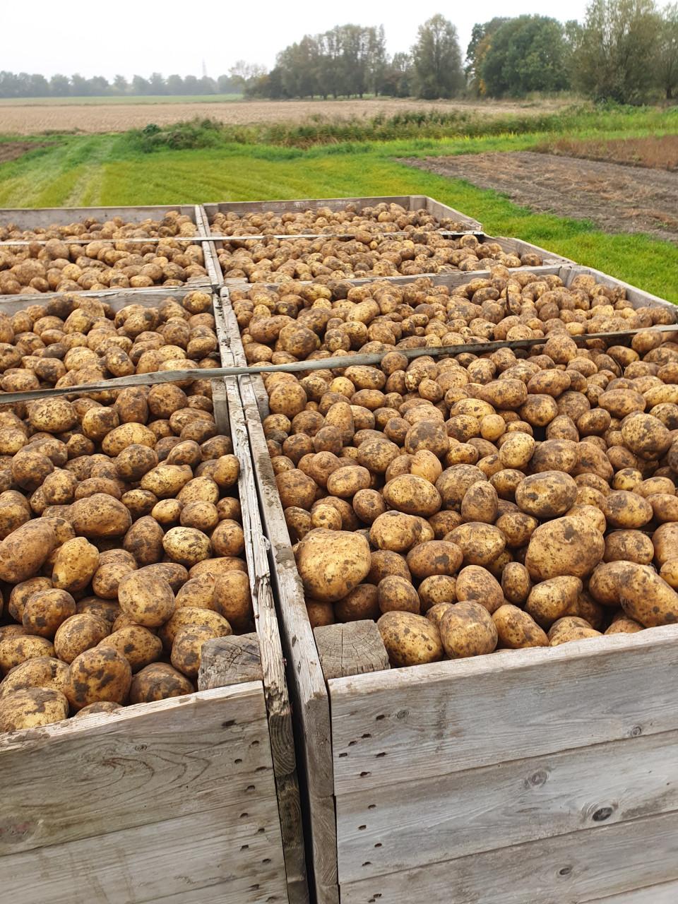 Frieslander aardappelen