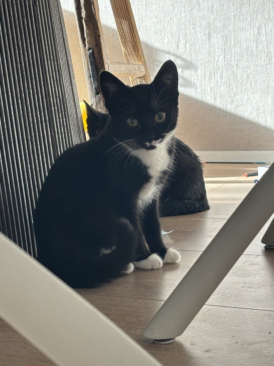 Lieve kittens