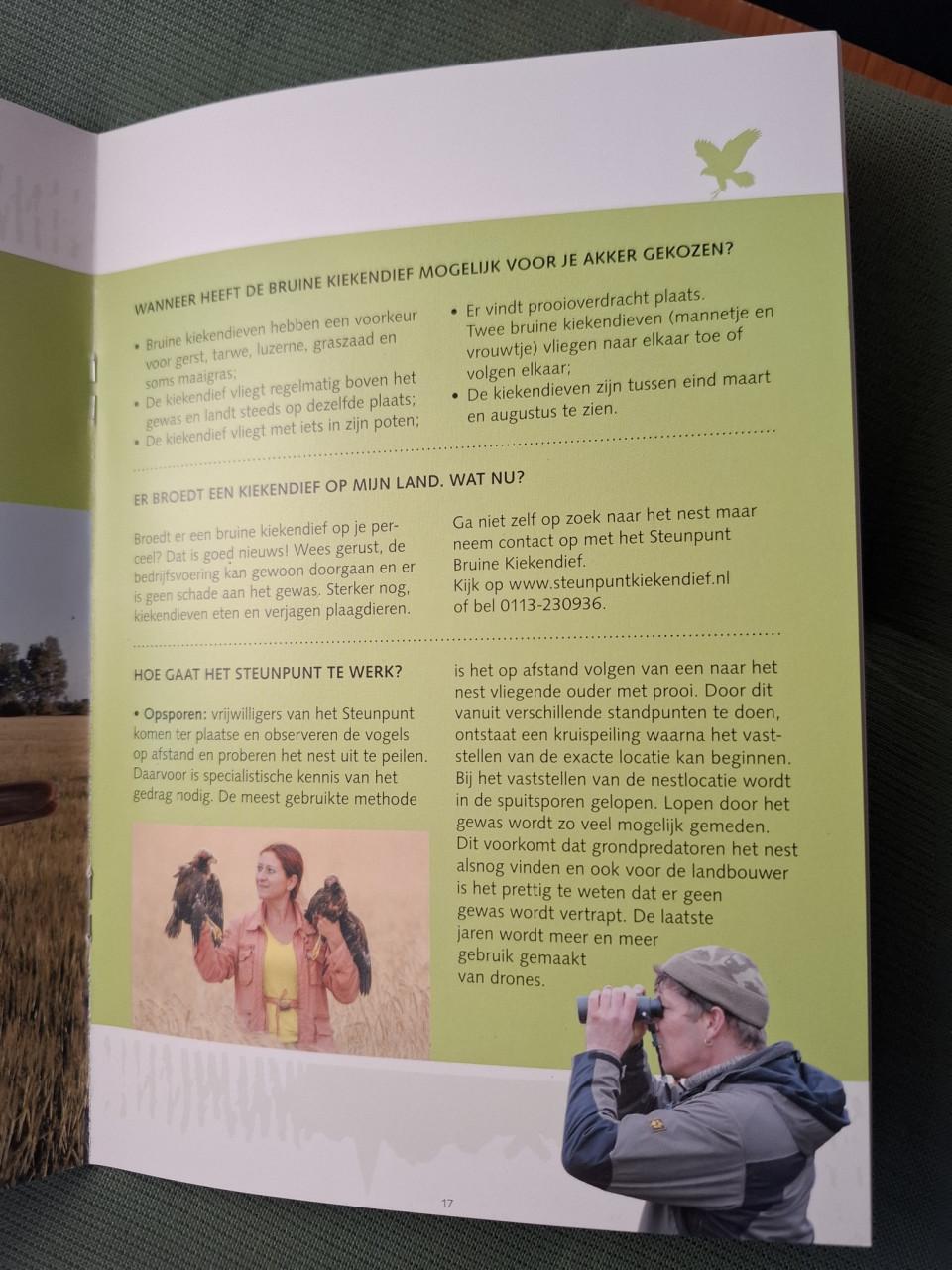 De Bruine Kiekendief in Zeeland, een roofvogel van rietlanden en akkers