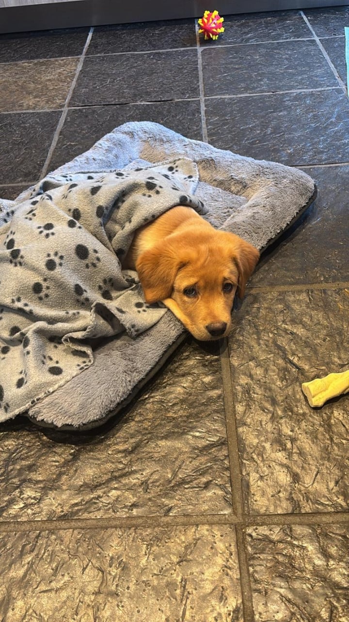 Lief Labrador-duo zoekt een warm en liefdevol thuis.