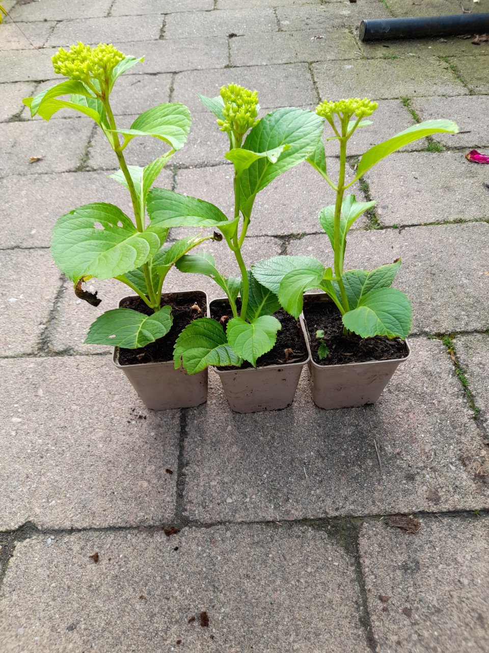 Vaste planten uit hobbykweek