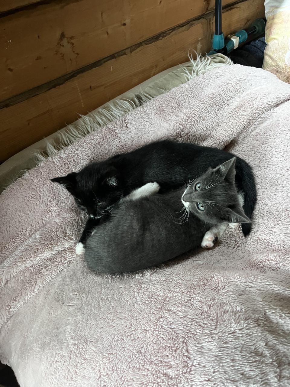 TE KOOP BOERDERIJKITTENS