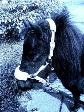 Te koop onbeleerde 3 jarige ondeugende shetlander