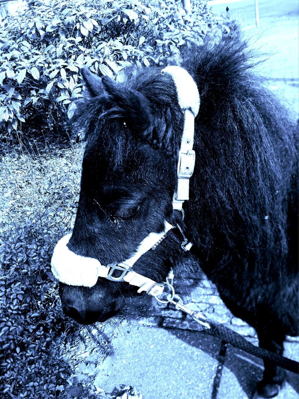 Te koop onbeleerde 3 jarige ondeugende shetlander