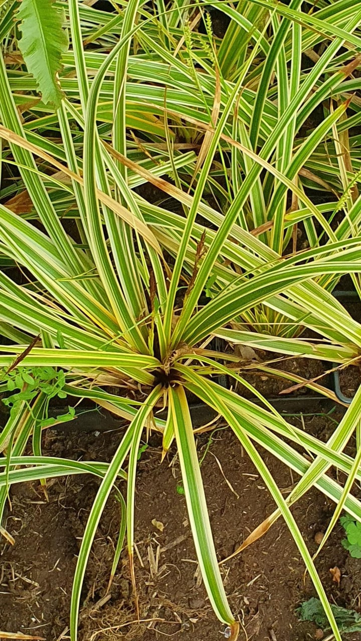 Diverse siergrassen en planten