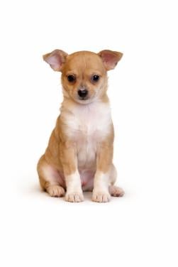 Prachtige chihuahua puppy's