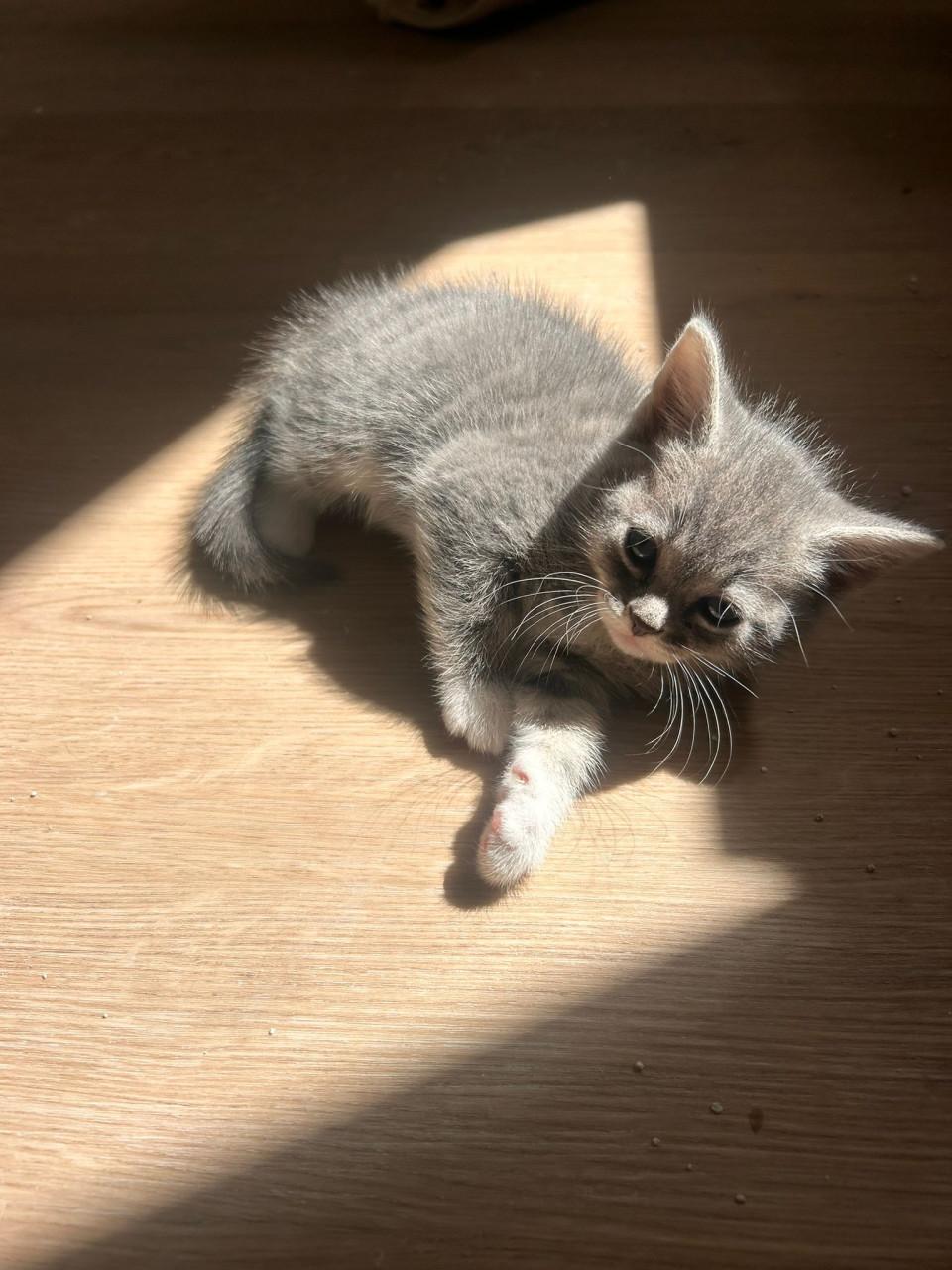 Kittens