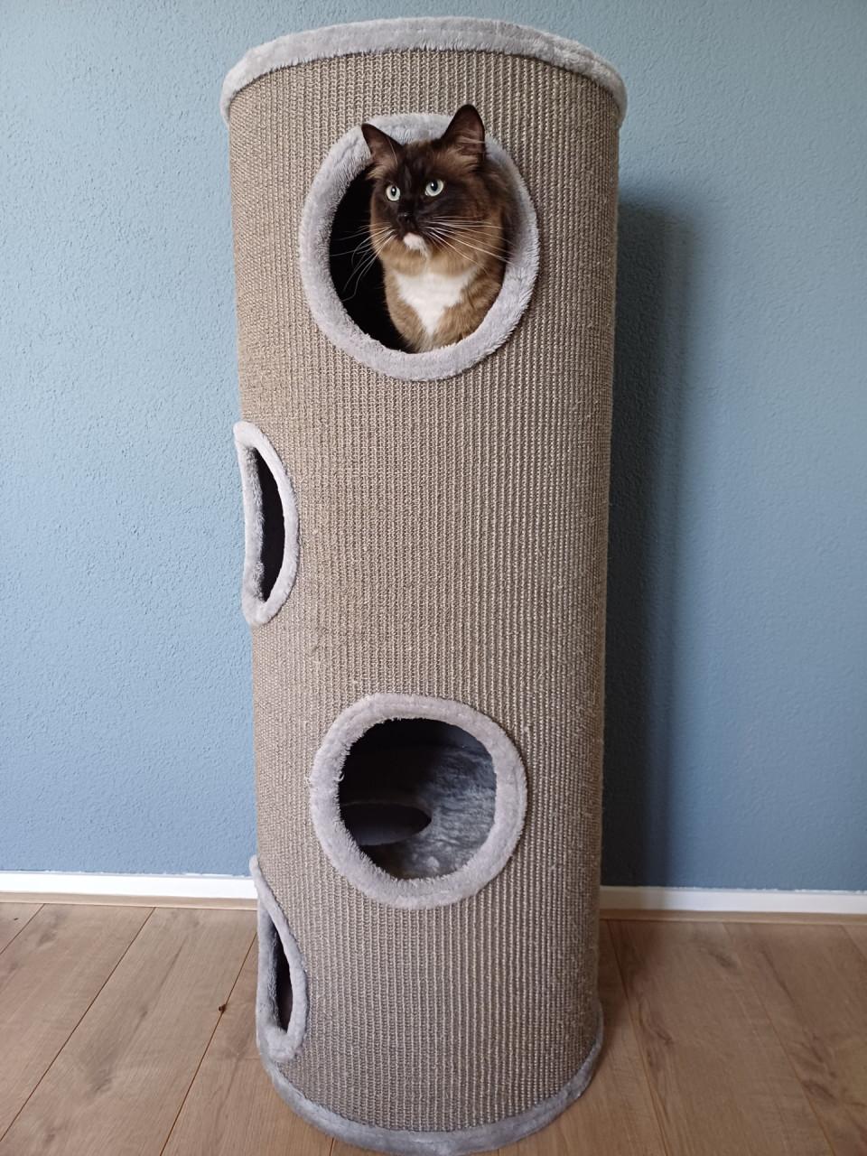 Mooie Ragdoll (dek)kater (helemaal getest)