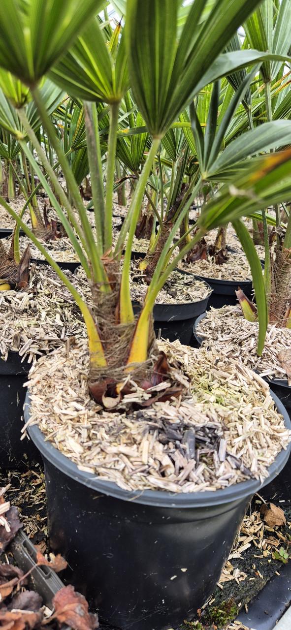 Trachycarpus fortunei