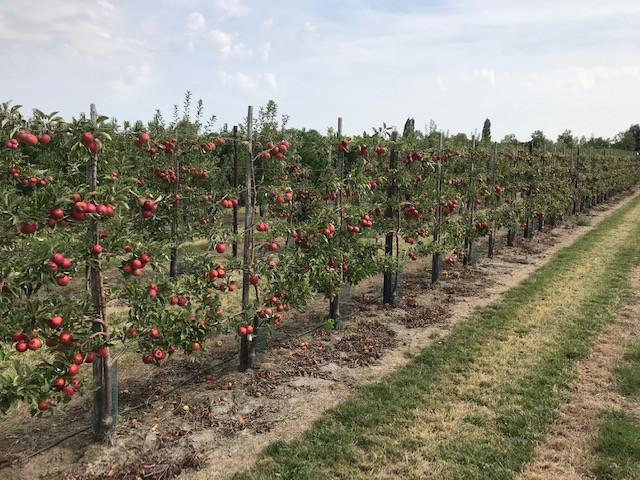 Fruitbomen in leivorm / Leibomen / Appel