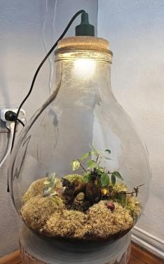 Heel groot terrarium voor planten met licht!