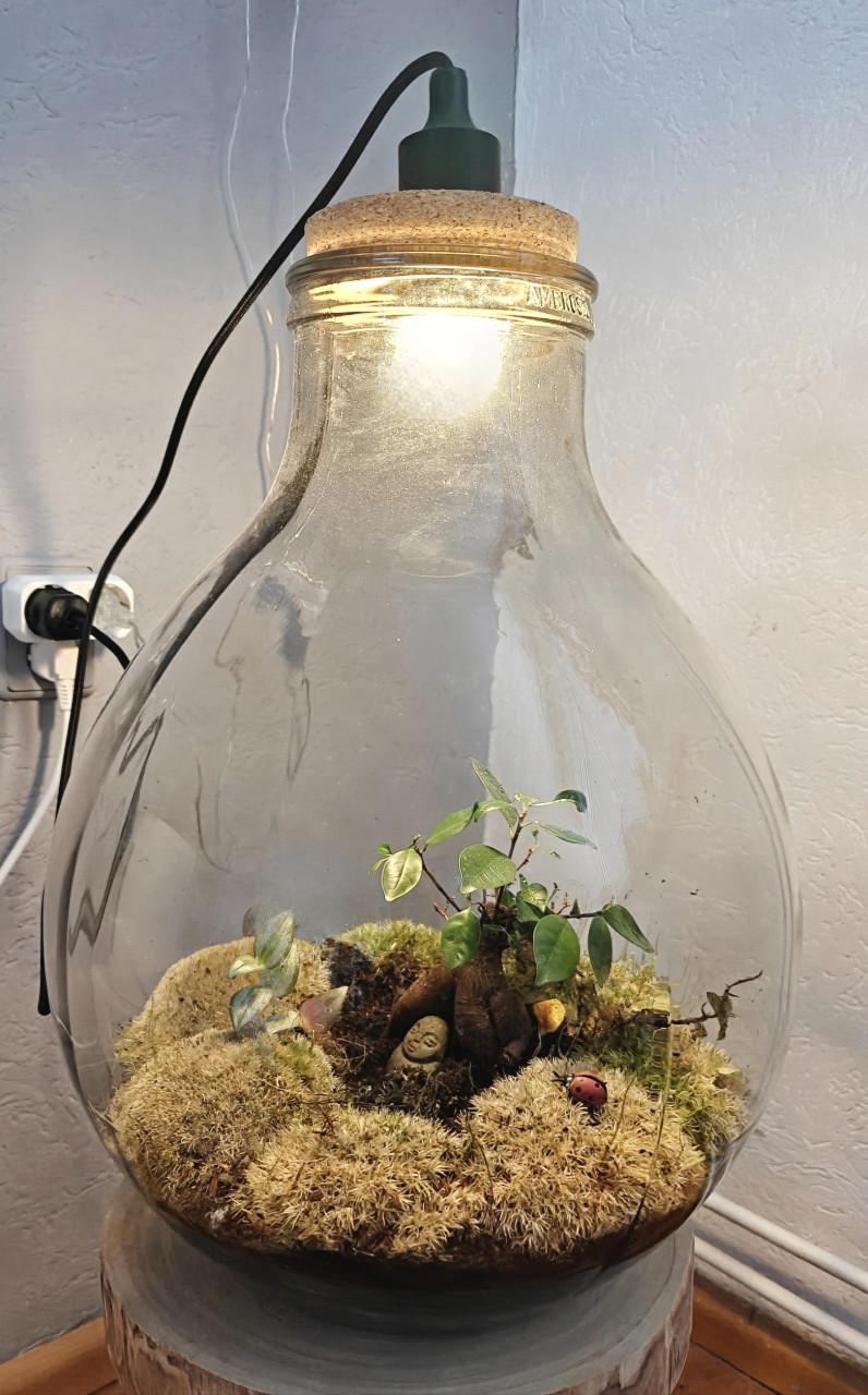Heel groot terrarium voor planten met licht!