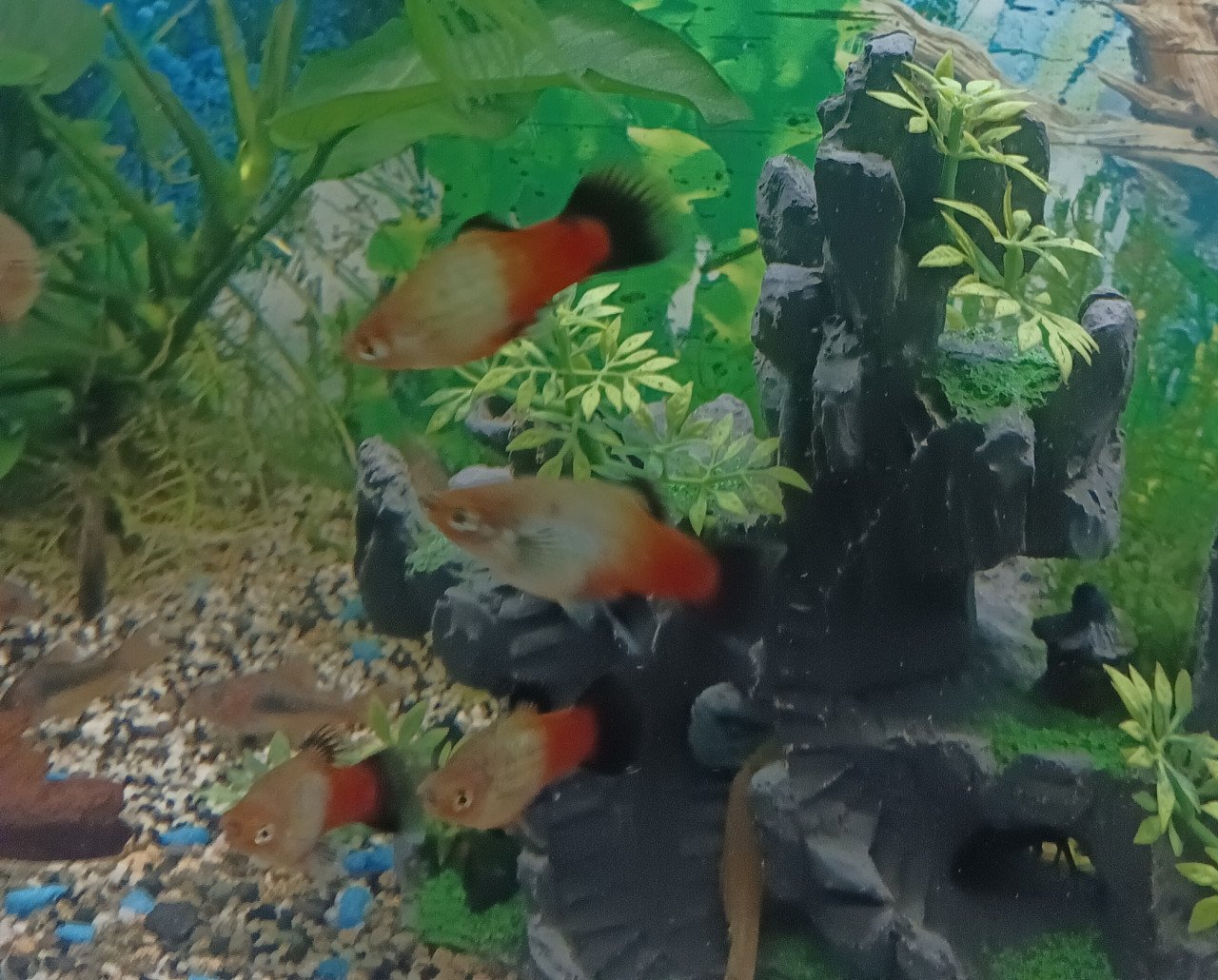 Platys