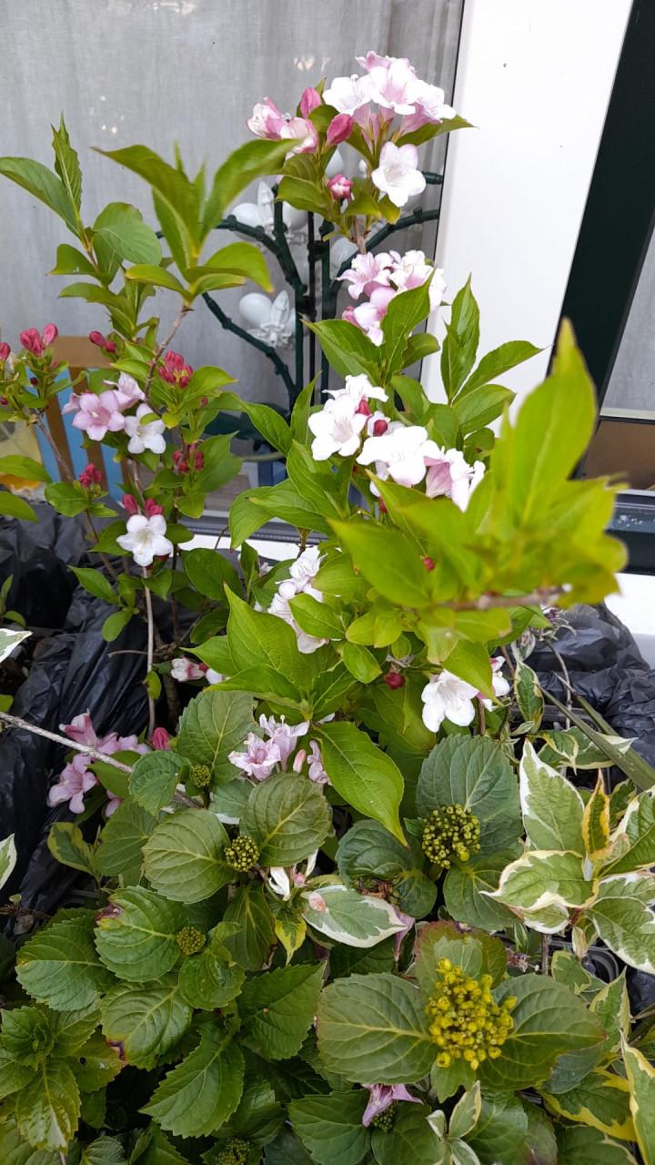 Weigela