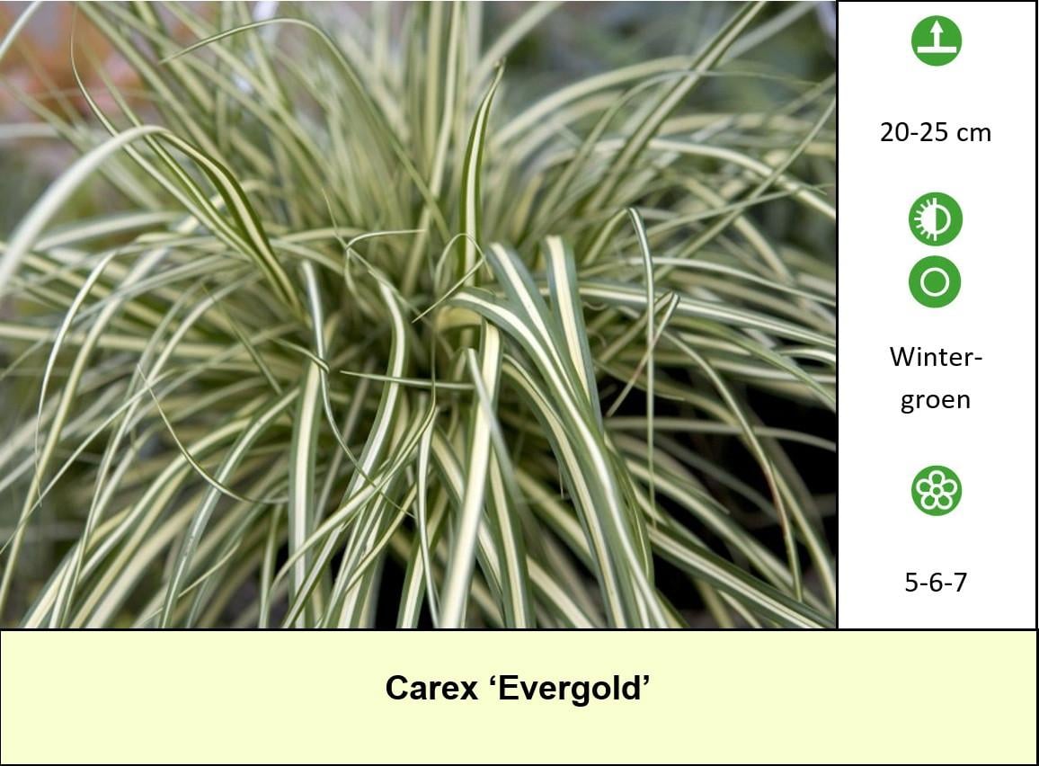 Het plantenkraampje staat er weer: mooie planten voor slechts €1,25 p/st.