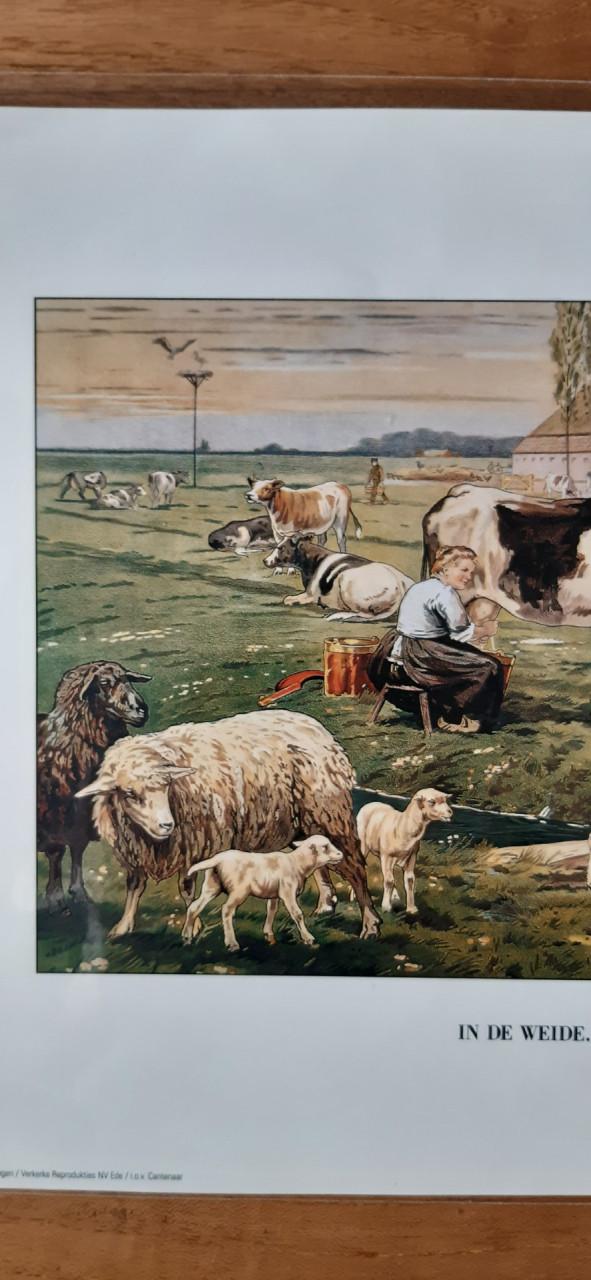 Prent Ot & Sien in de weide  Tekenaar Jetses, Afm. 24 x 30 cm