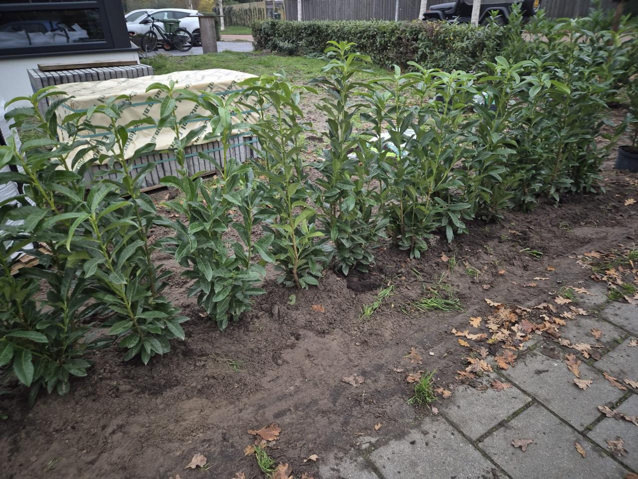 Prunus Genolia haagplanten ca. 100cm