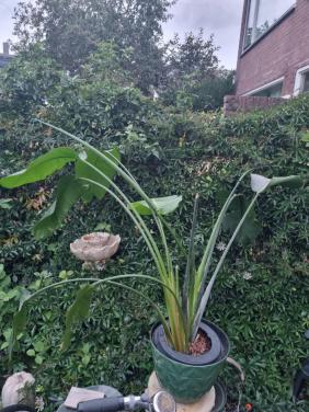 Heel grote Kamerplant ca. 1 meter hoog en breed..!