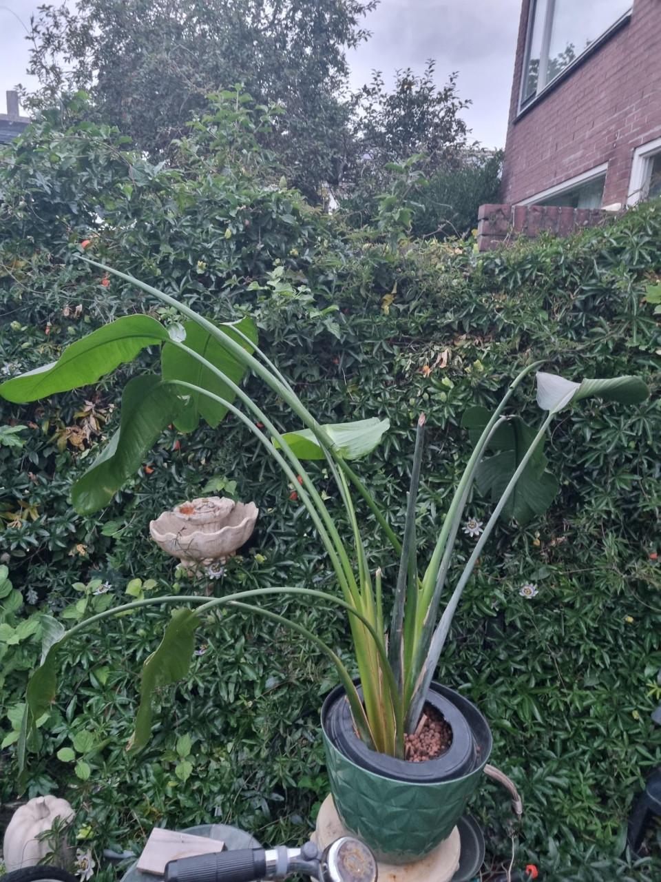Heel grote Kamerplant ca. 1 meter hoog en breed..!