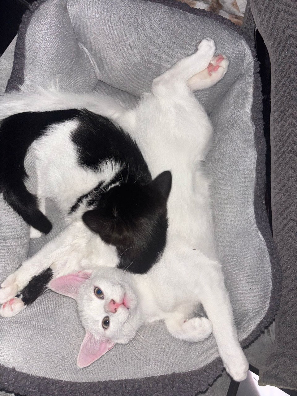 Kittens