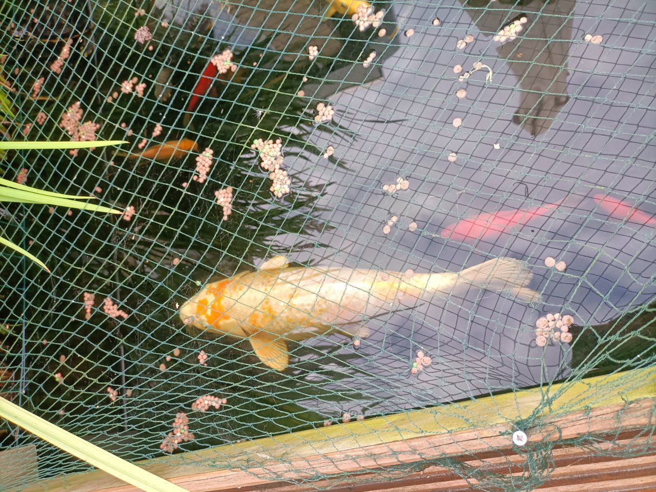 Koi karper