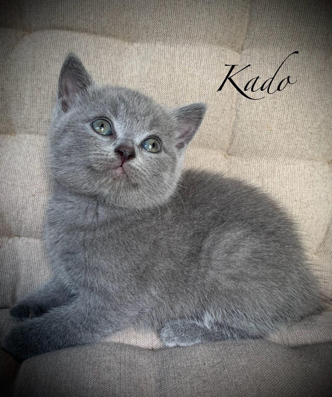 Brits Korthaar kitten blue point