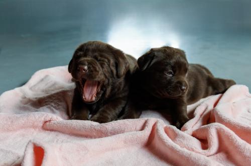 Chocolade Bruine Labrador Pups