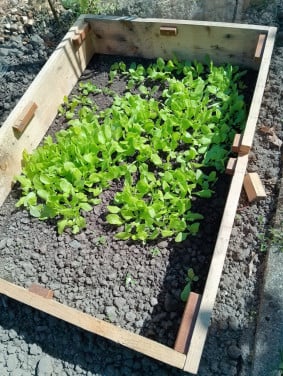 Sla-en anderen plantjes----0,10ct