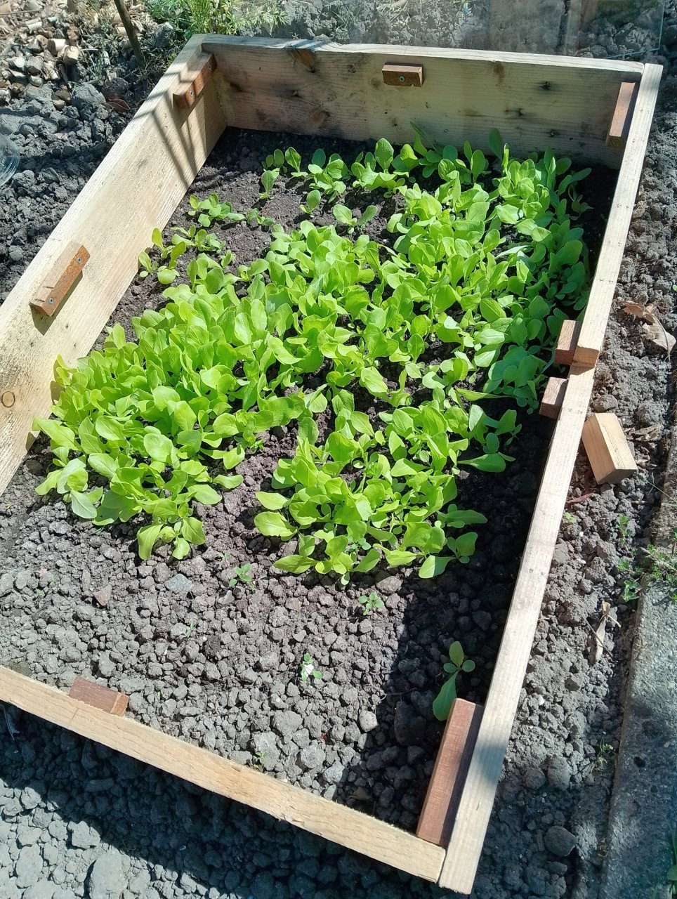 Sla-en anderen plantjes----0,10ct