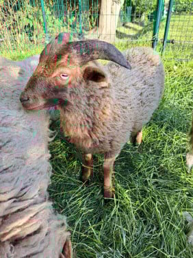 Ouessant schapen
