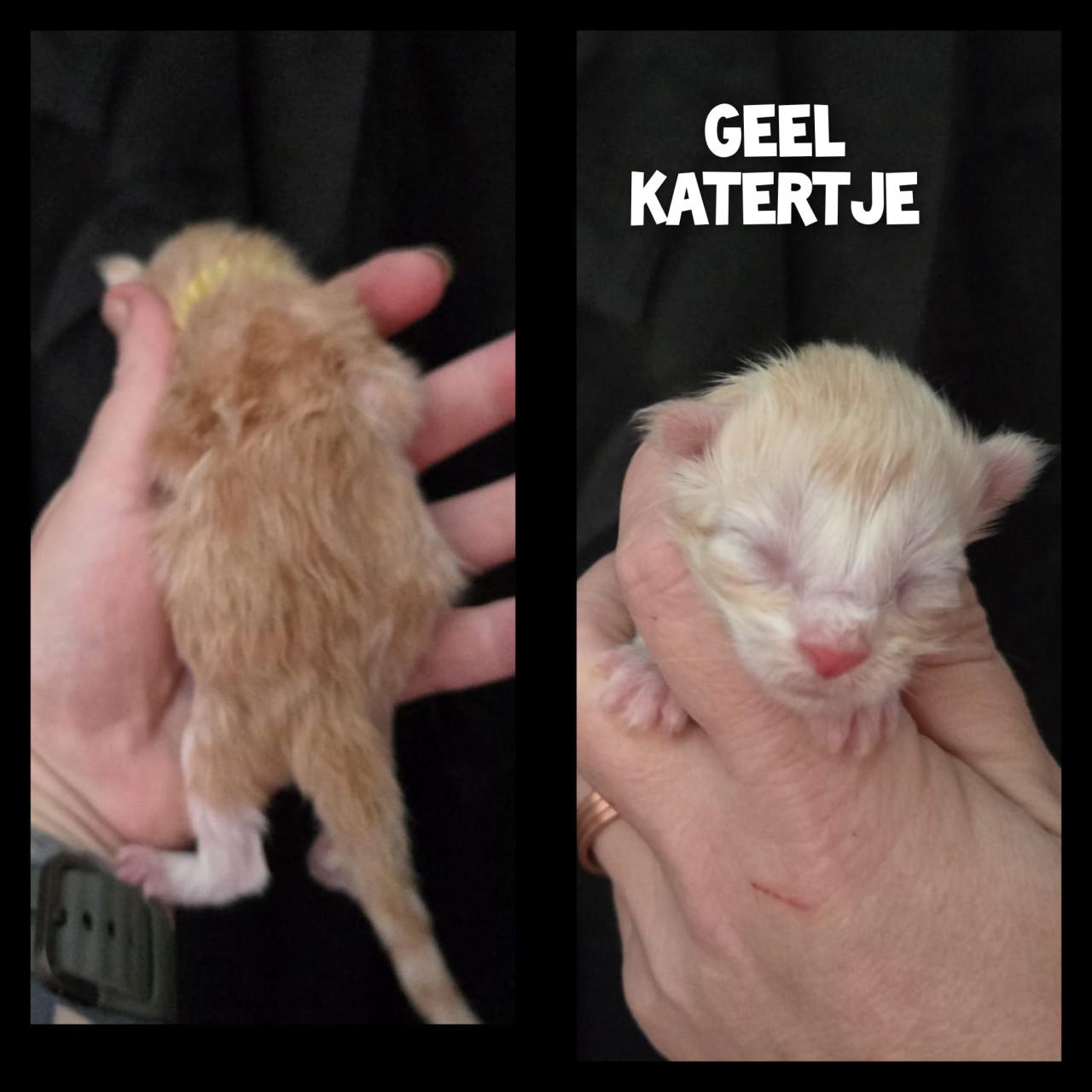 Maine coon kittens met stamboom