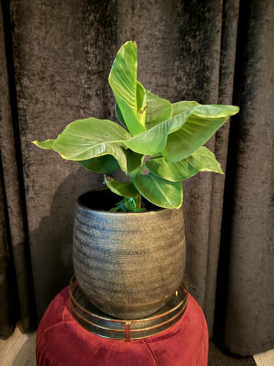 Bananenplant incl. Mooie pot