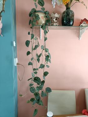Hangplant