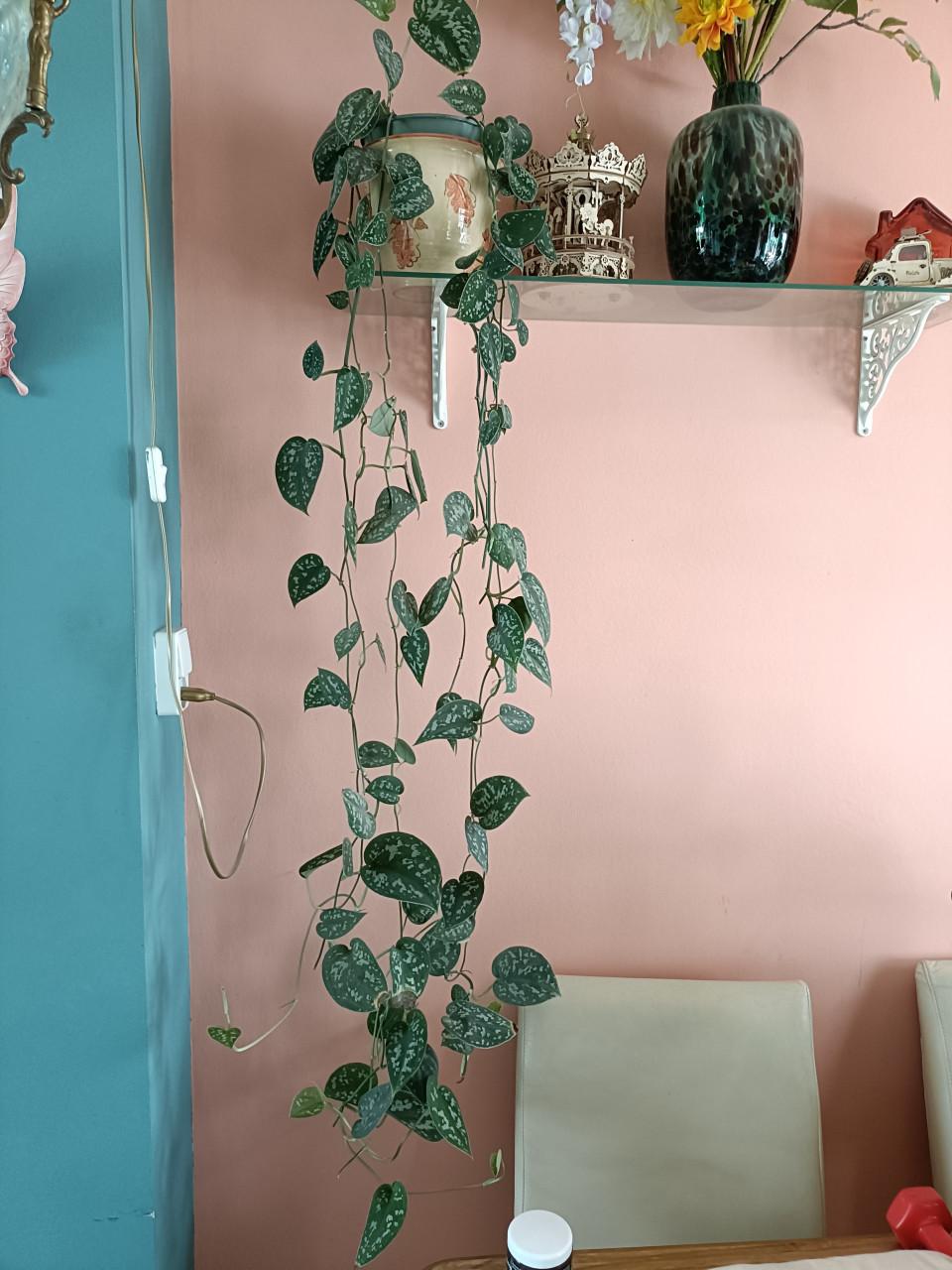Hangplant