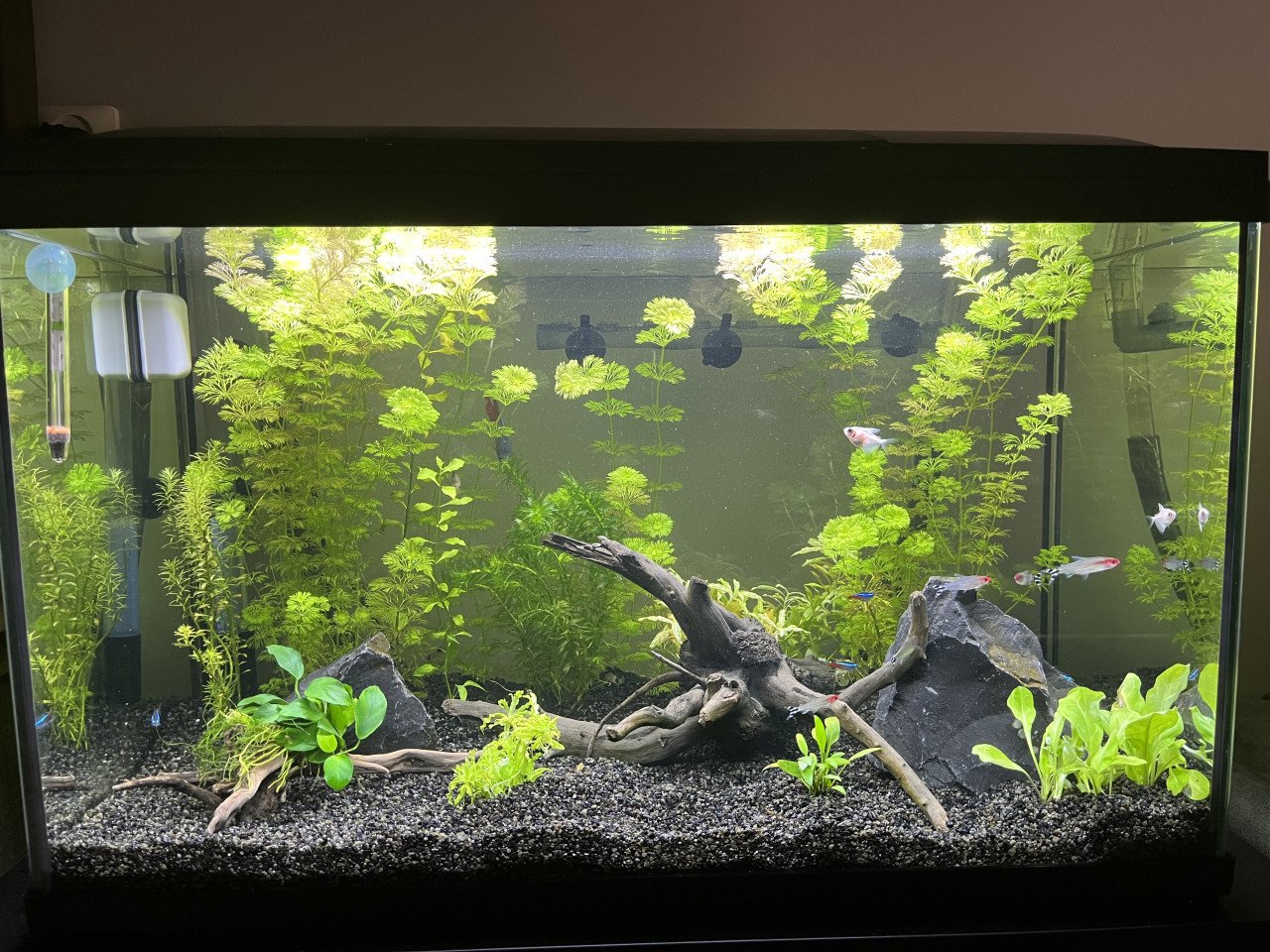 Aquarium incl. toebehoren