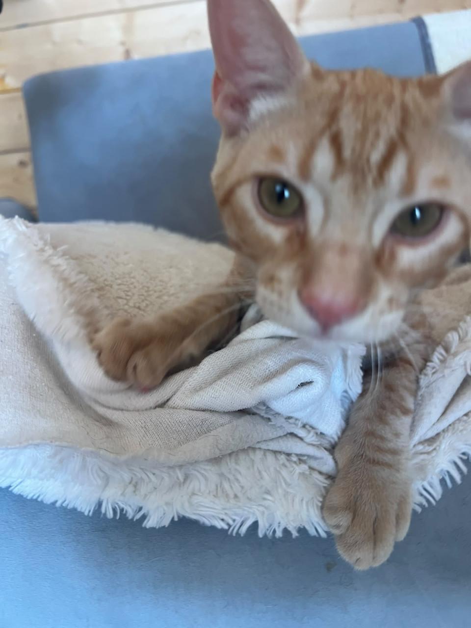 Deze hele lieve kitten broertjes zoeken hun gouden mandje!