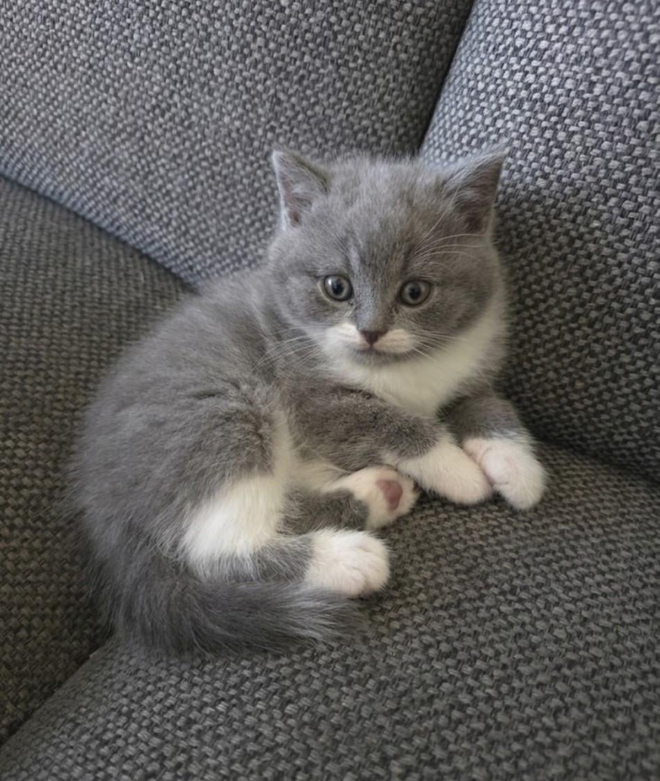 Britse korthaar kittens