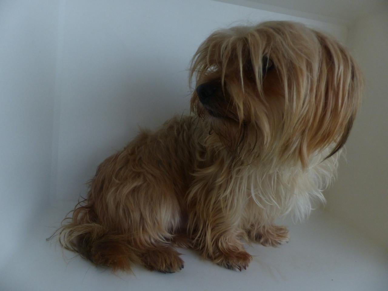 Reutje 1 jaar oud Yorkshire Terrier mix super gezond en leuk