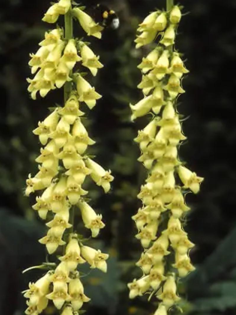 €0,75 per zakje Biologische Gekweekte Zaadjes