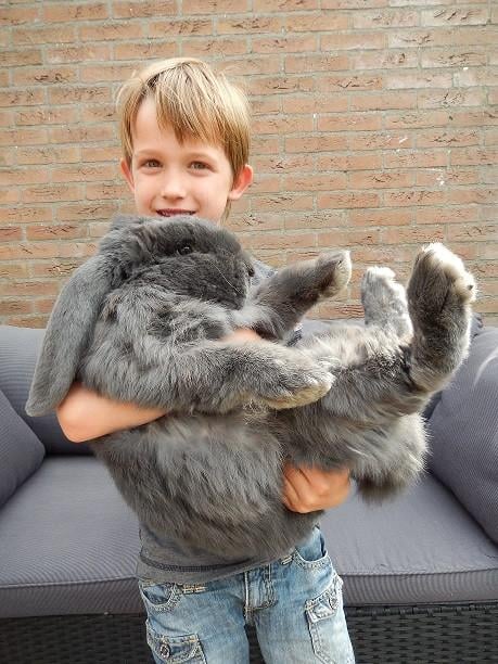 Jonge franse hangoren, reuze konijnen de liefste!