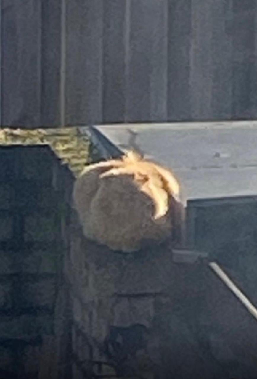 Kitten meisje kruising Pers langharig