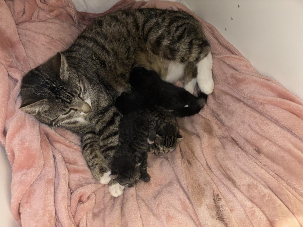 Kittens zoeken gouden mandje 🤩❤️😸