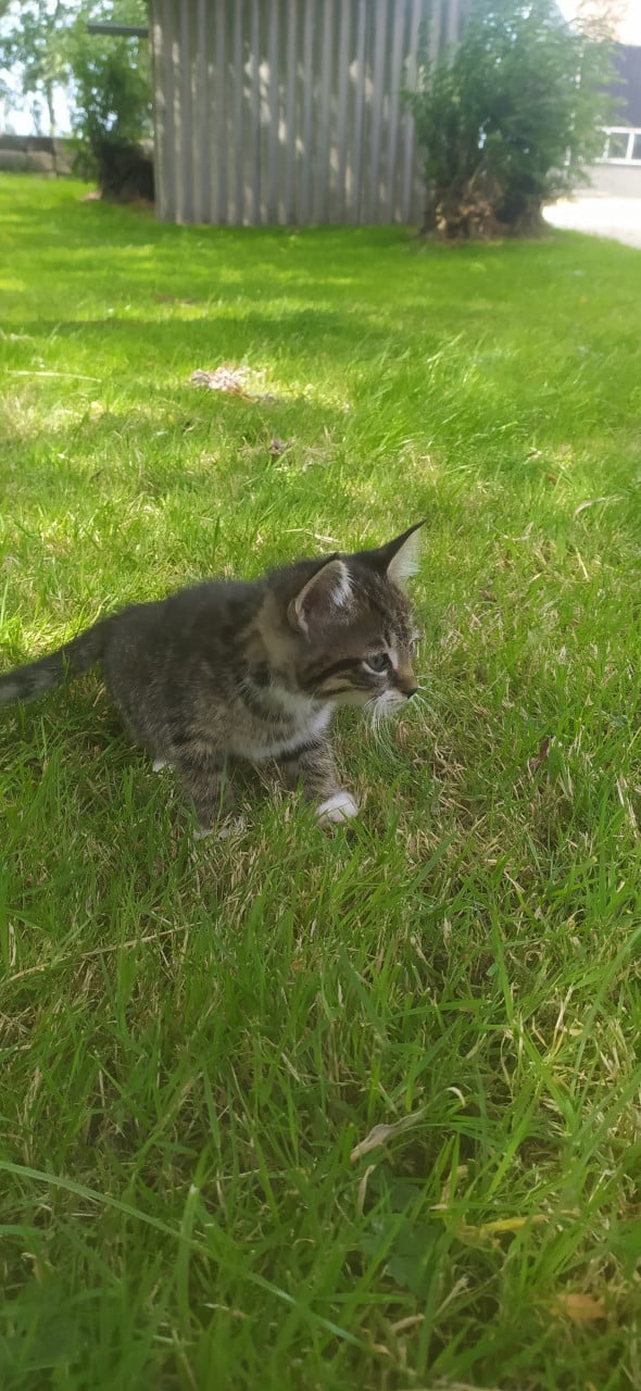 Schattige kittens