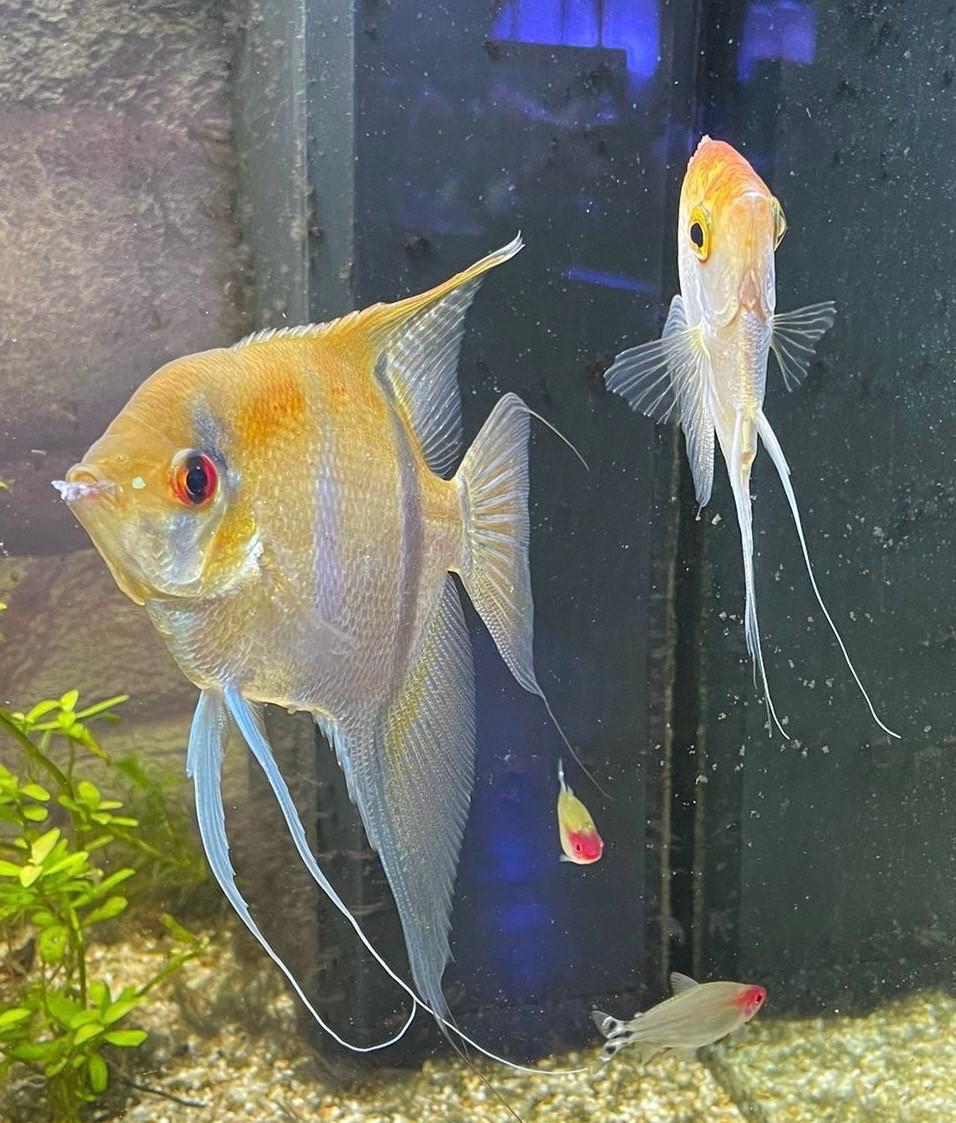 Koppeltje maanvissen