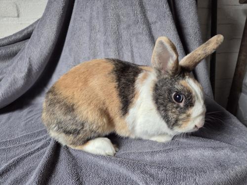 Lief konijntje zoekt vriendje