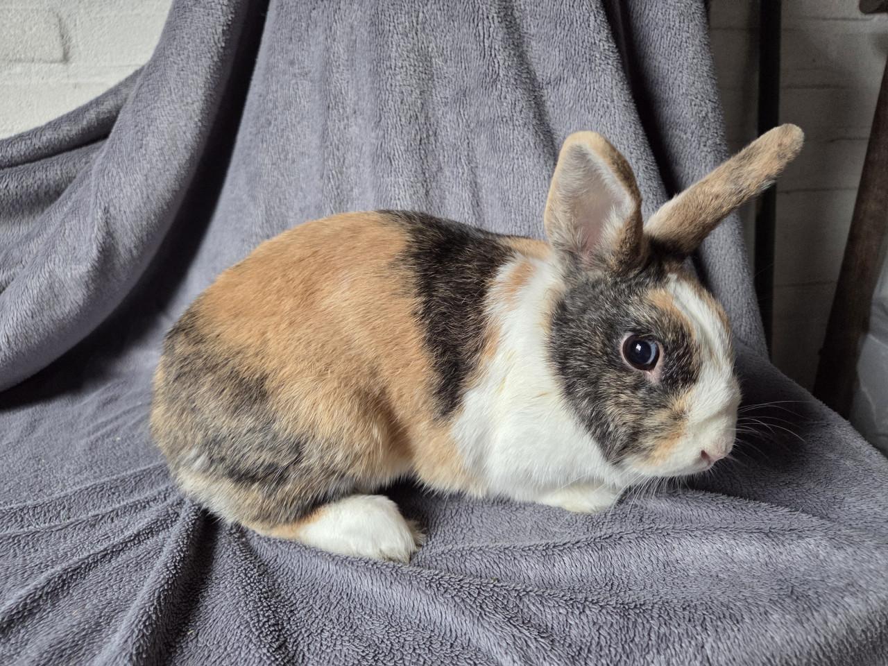 Lief konijntje zoekt vriendje