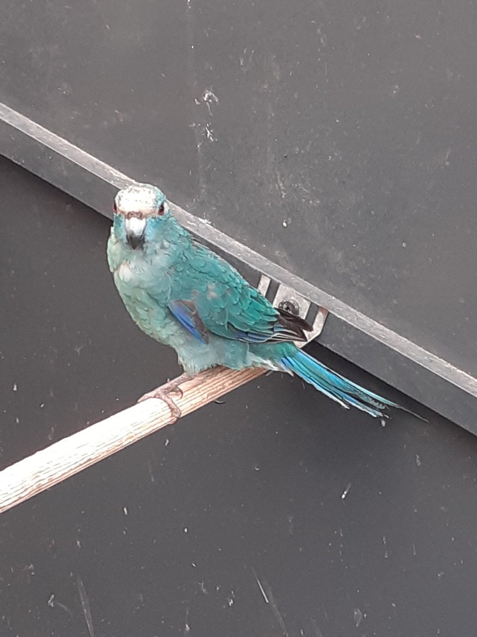 Blauwe kakariki man